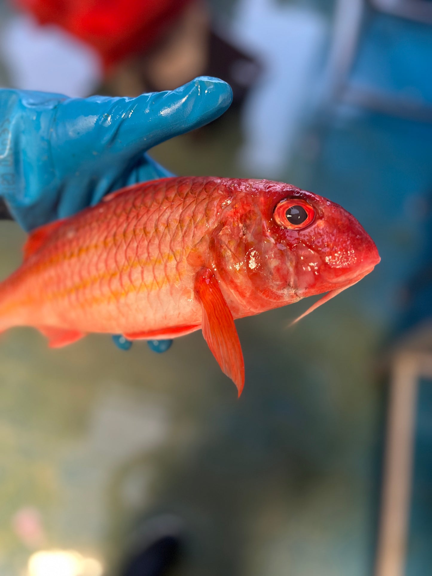 Red Mullet