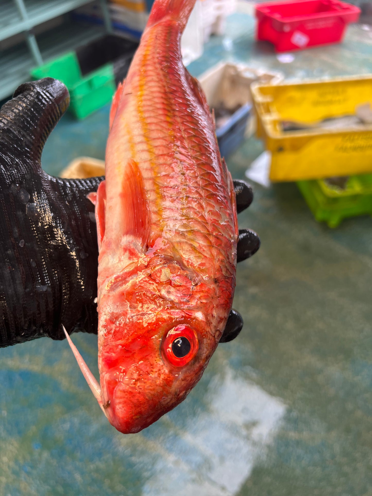 Red Mullet