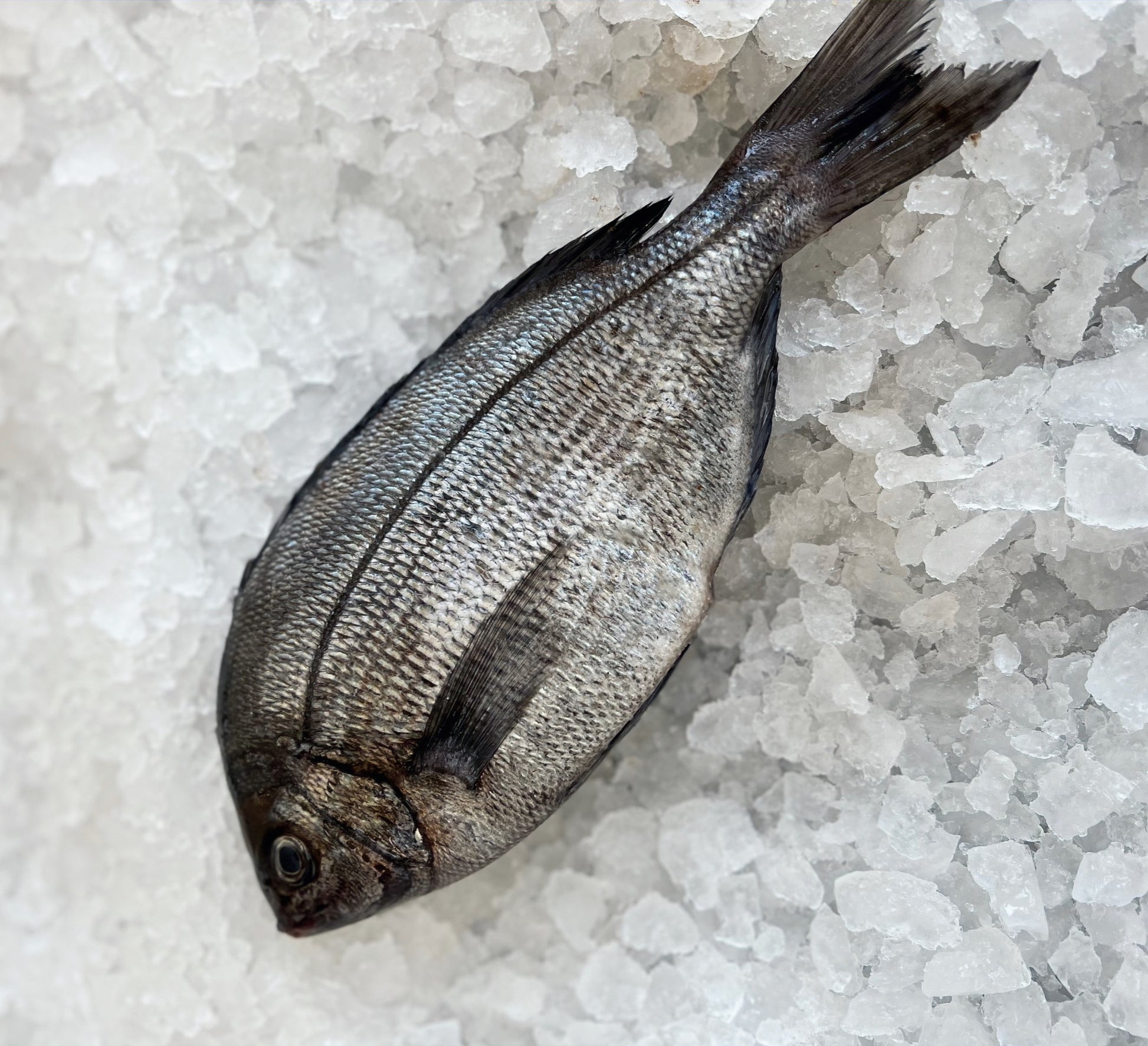 black bream