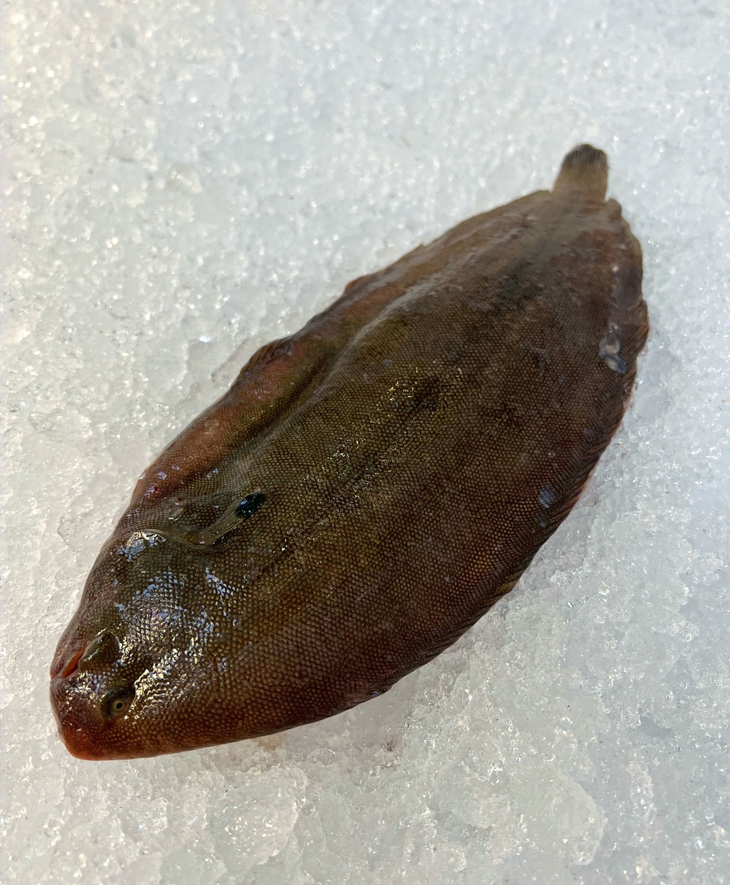 dover sole