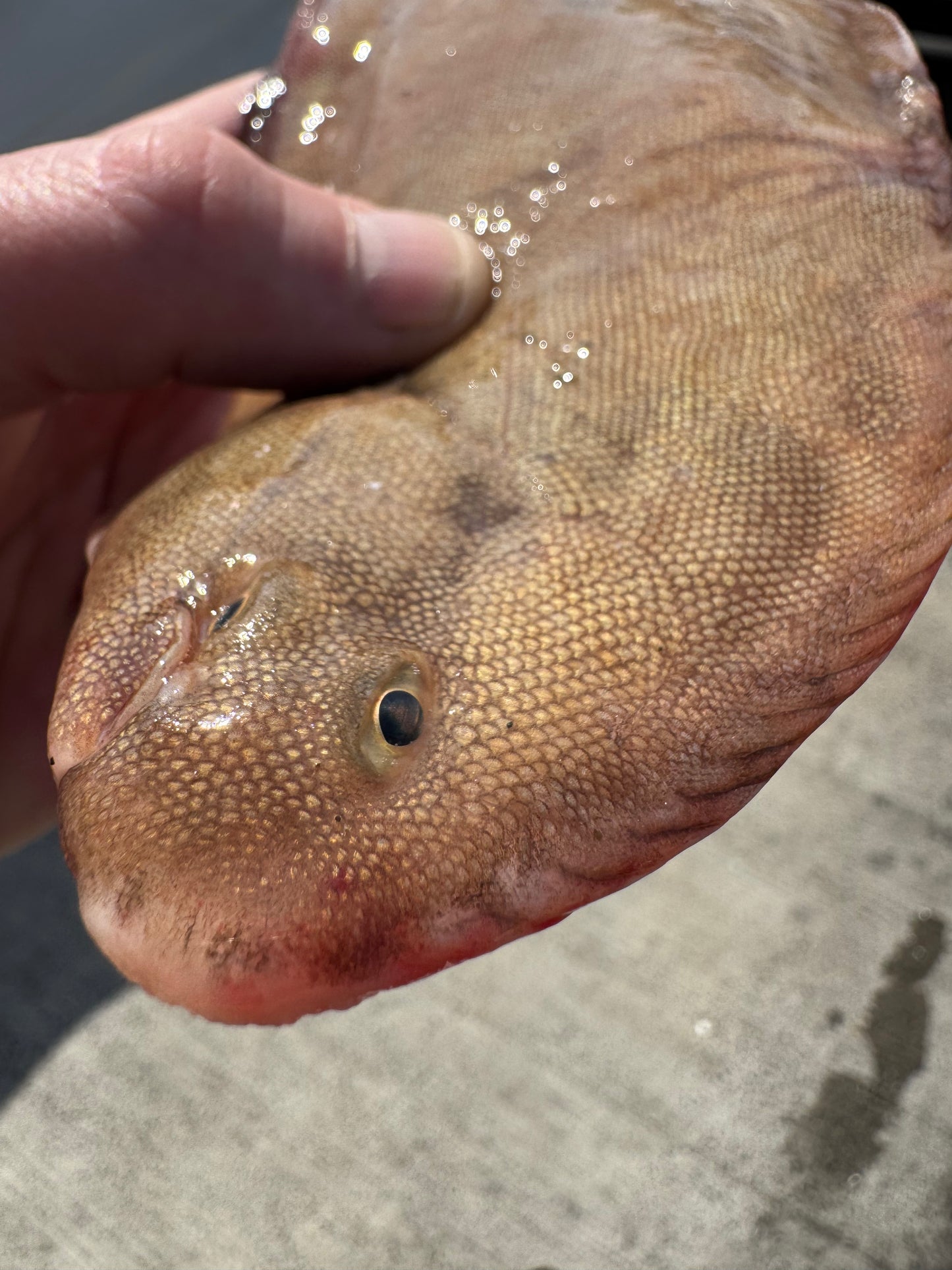 Dover Sole