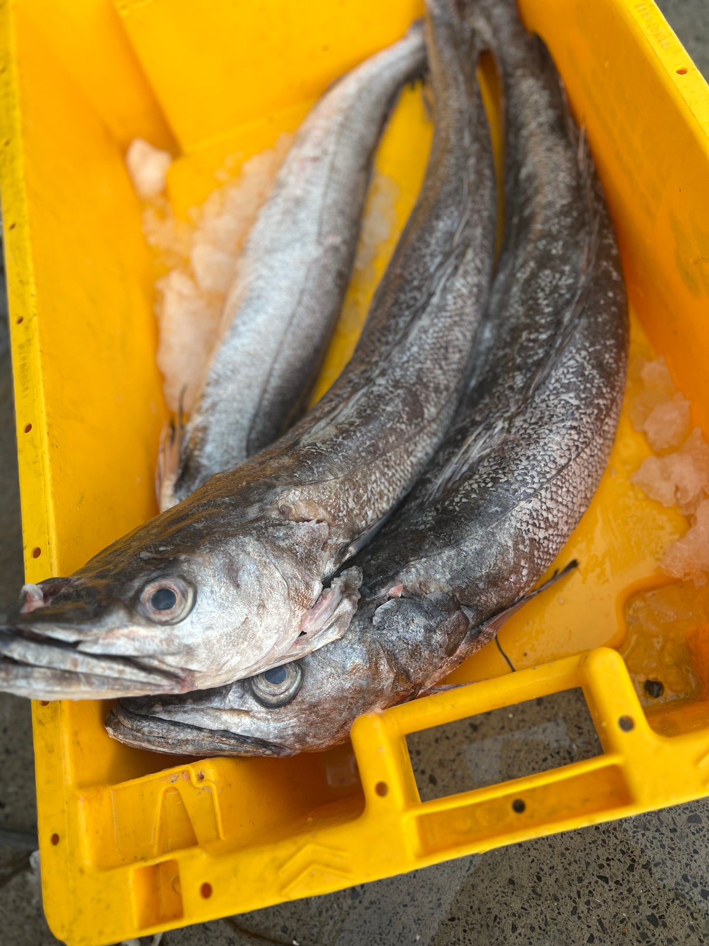 Hake Portion