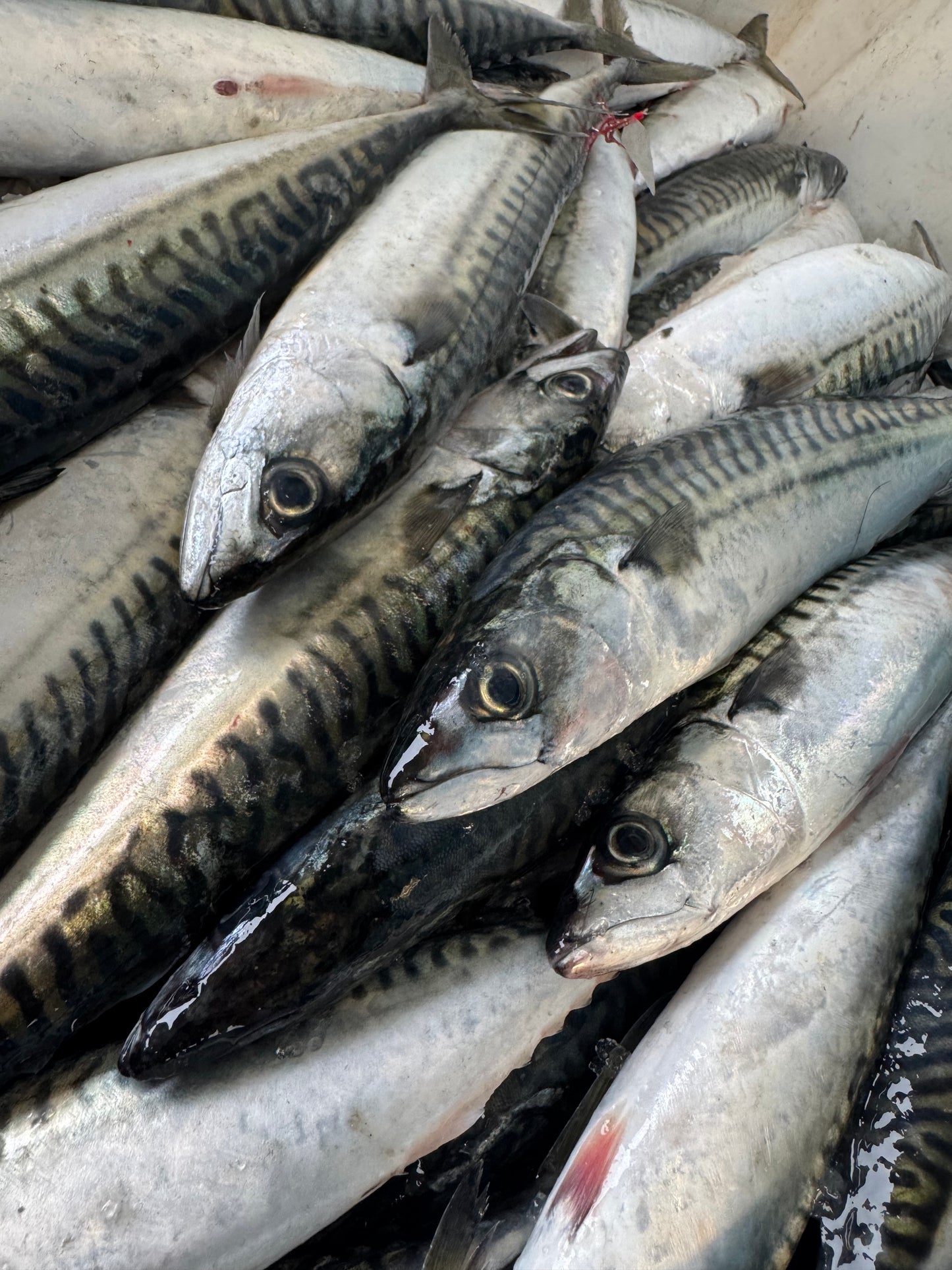 Mackerel ๐ด๓ ง๓ ข๓ ท๓ ฌ๓ ณ๓ ฟ