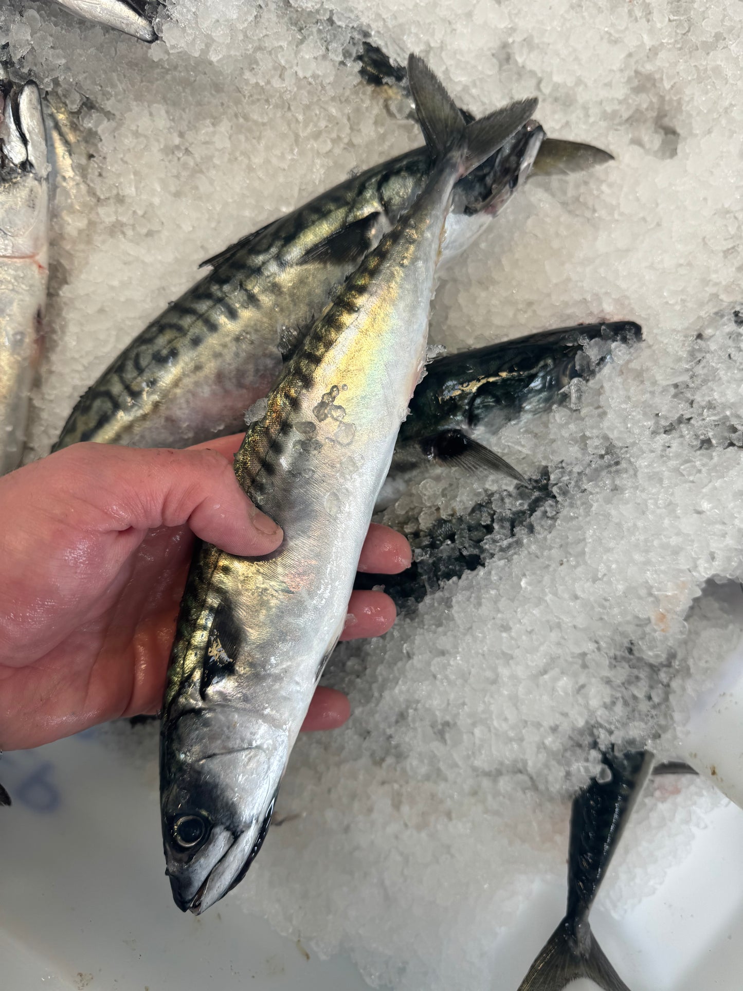 Mackerel ๐ด๓ ง๓ ข๓ ท๓ ฌ๓ ณ๓ ฟ