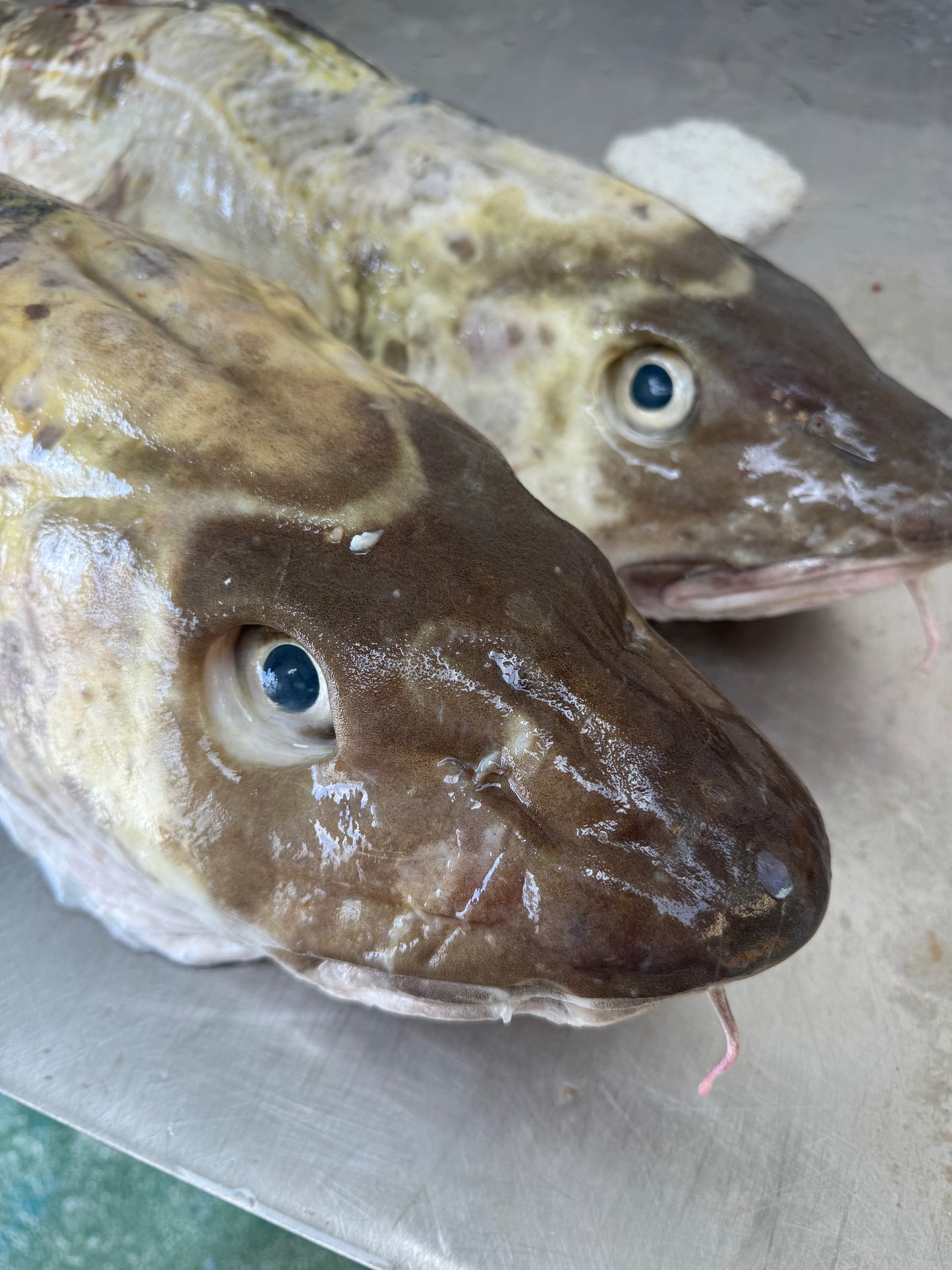 Cod Portion