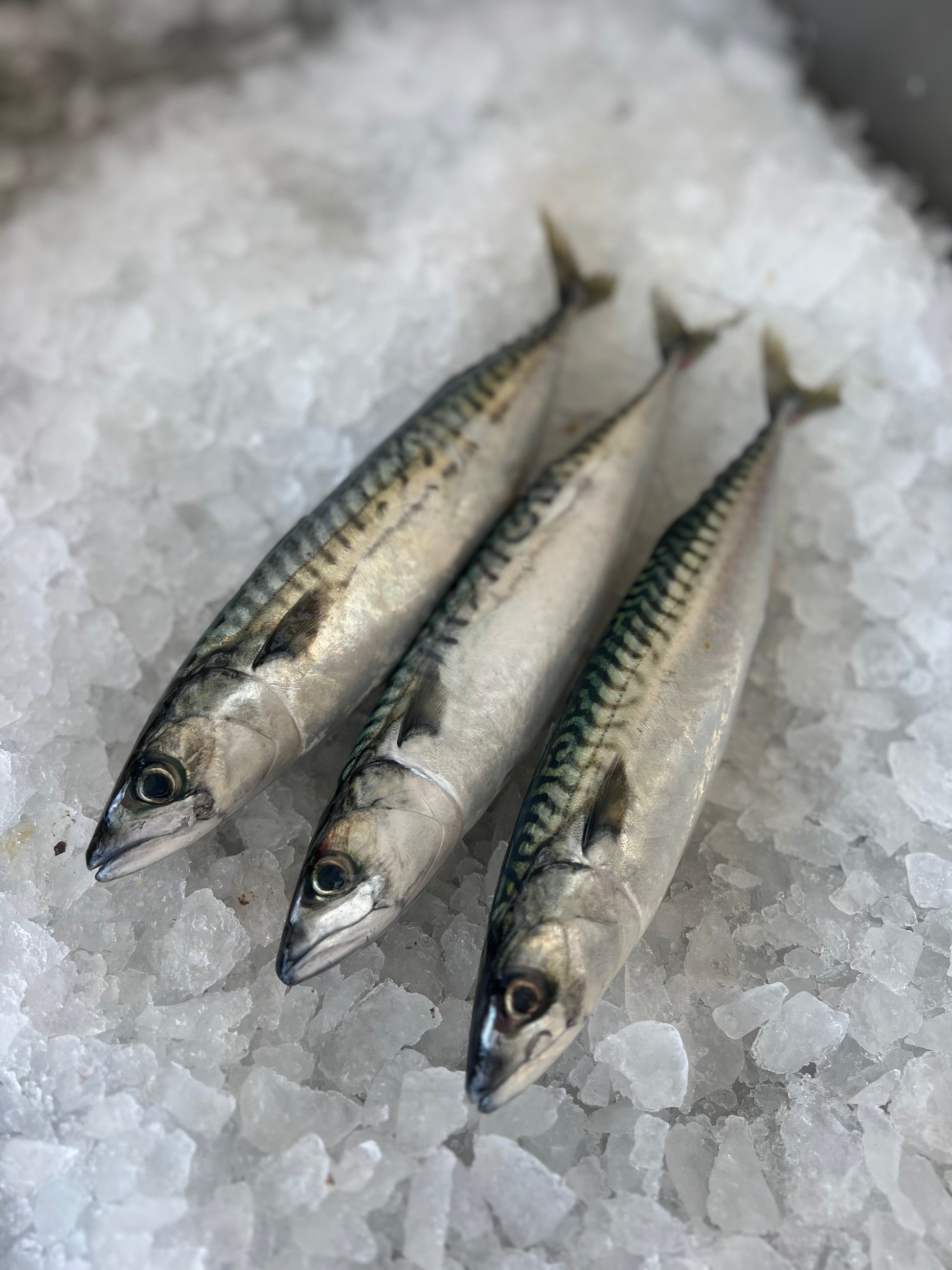 mackerel