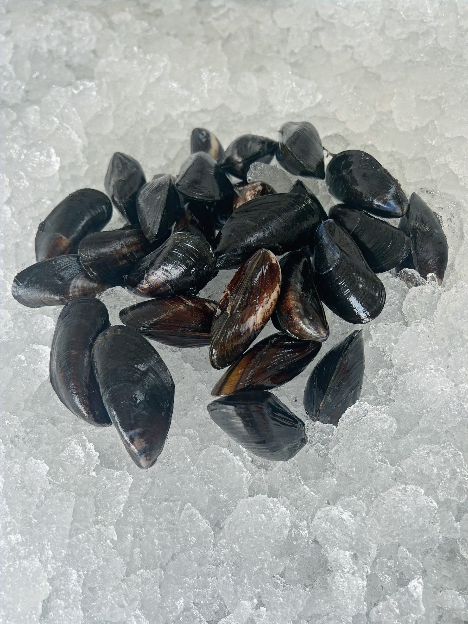 mussels