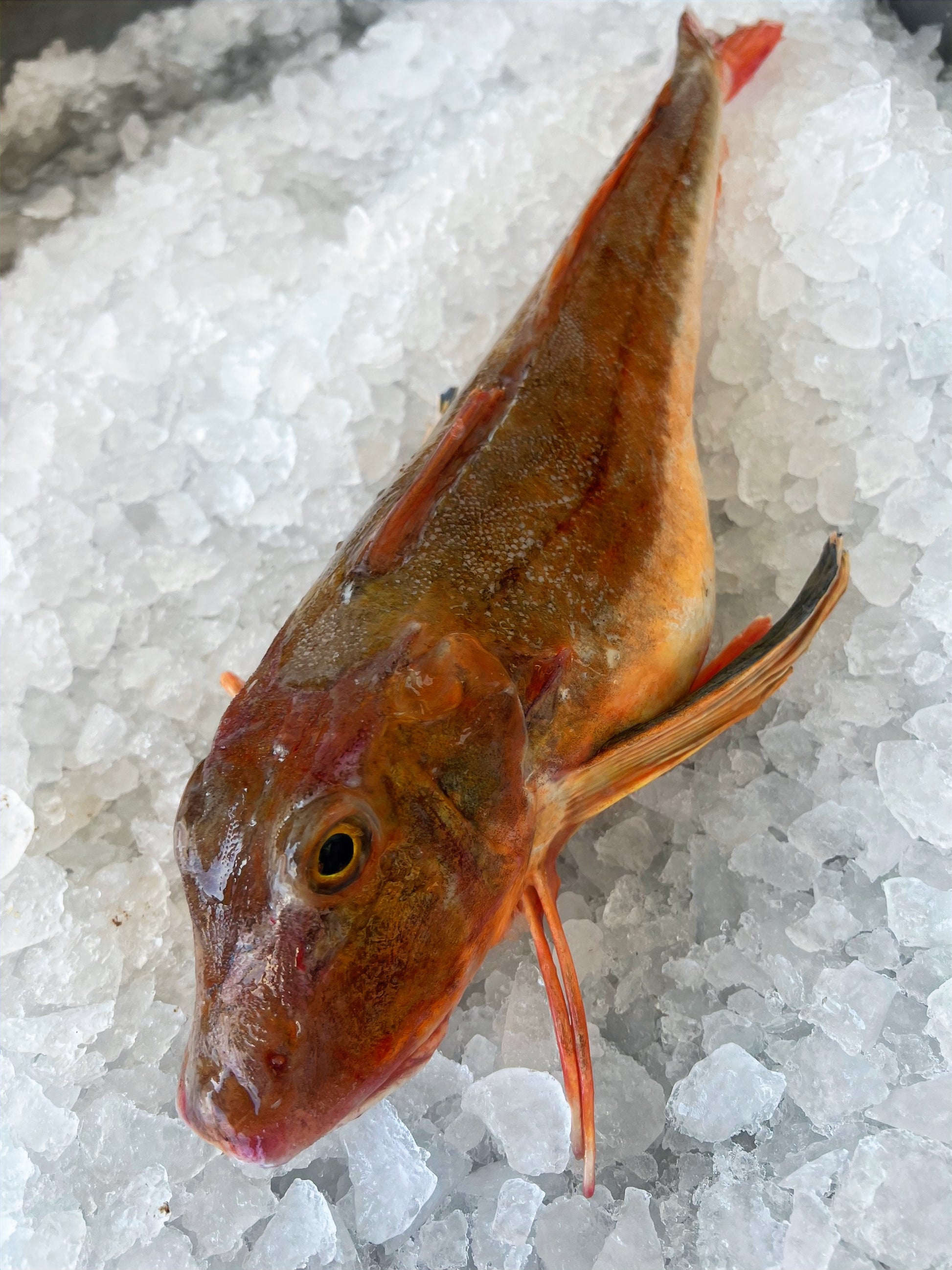 red gurnard