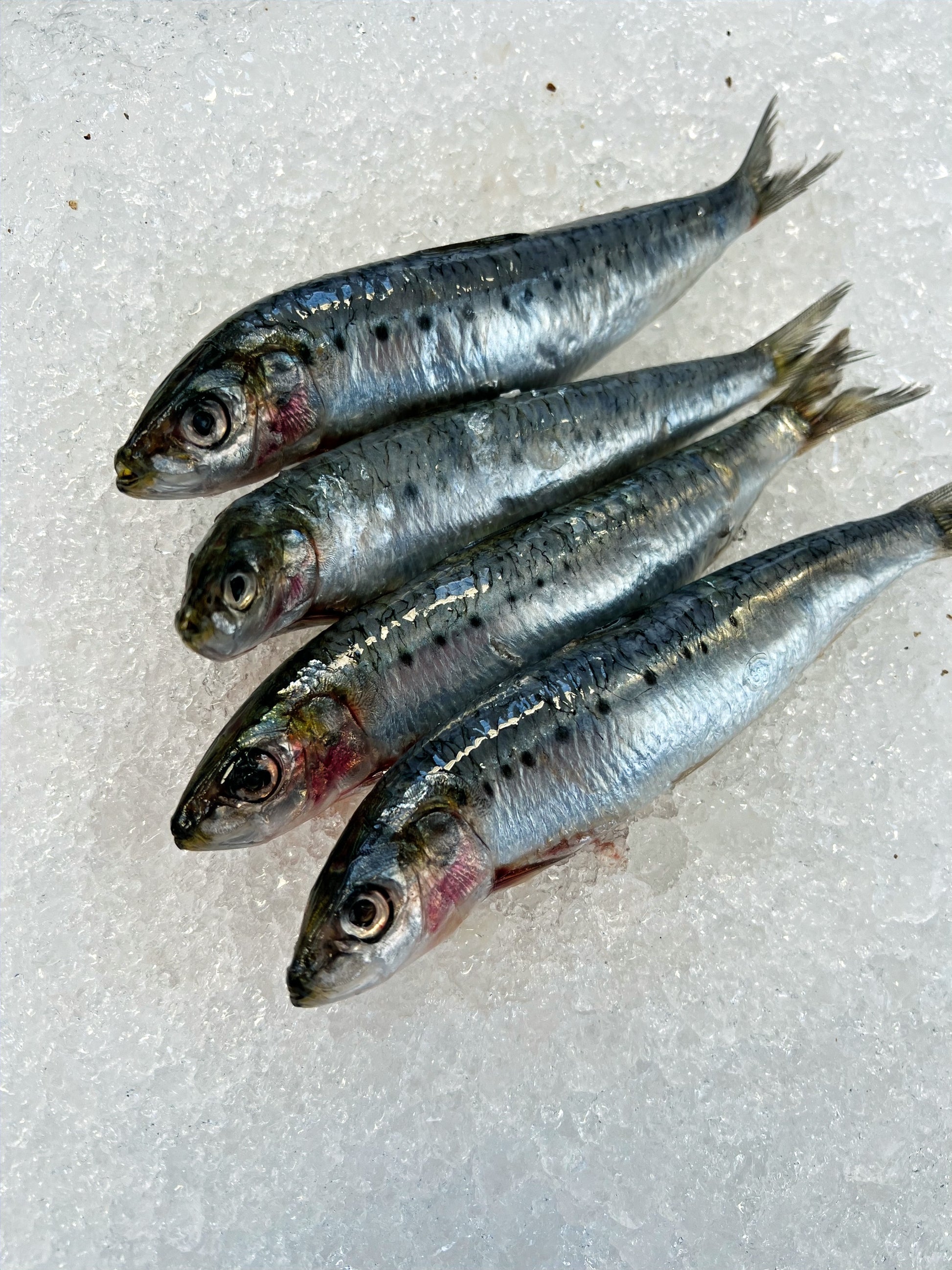 sardines