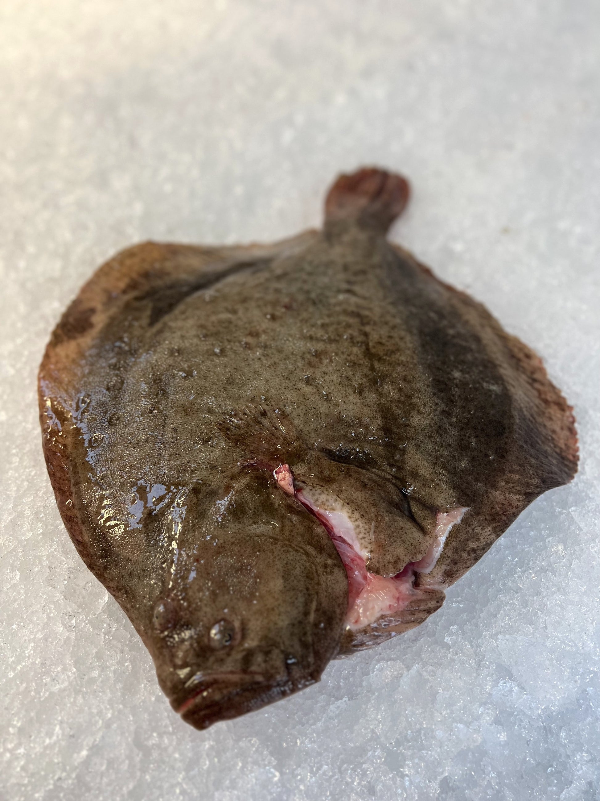 turbot