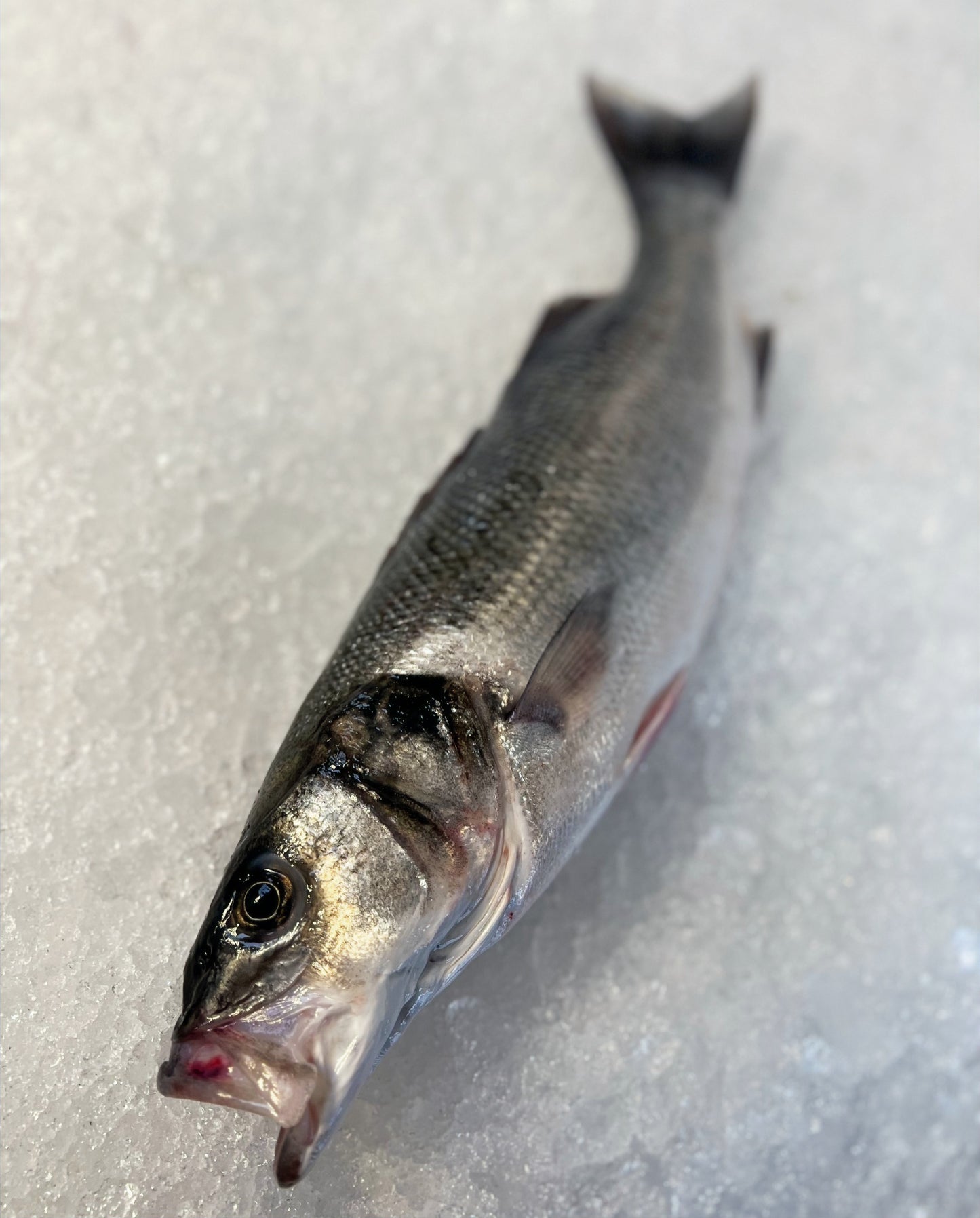sea bass