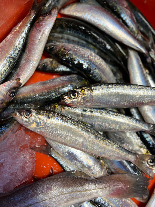 Sardines