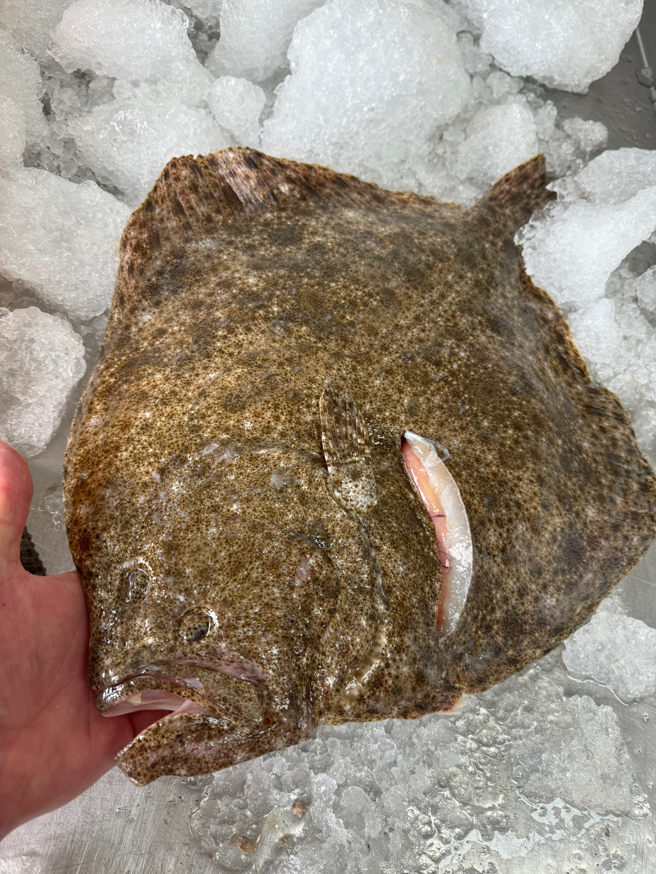 Whitburn Fish Whitfish – Whitfish Ltd