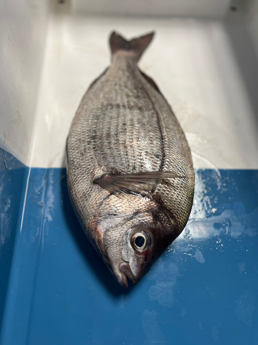Black Bream