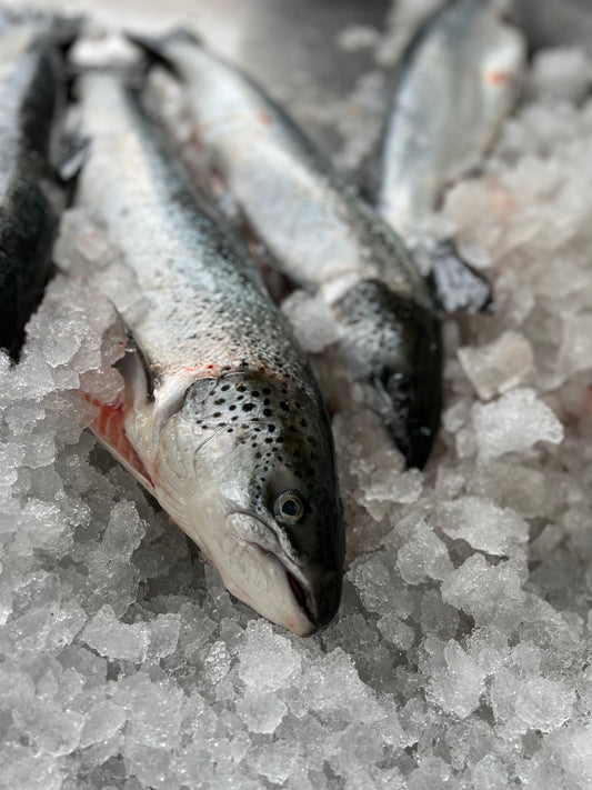 Salmon Portion