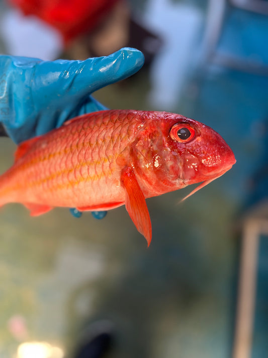 Red Mullet