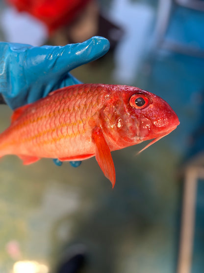 Red Mullet