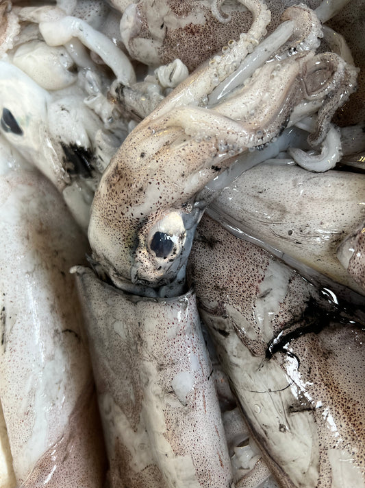 Squid