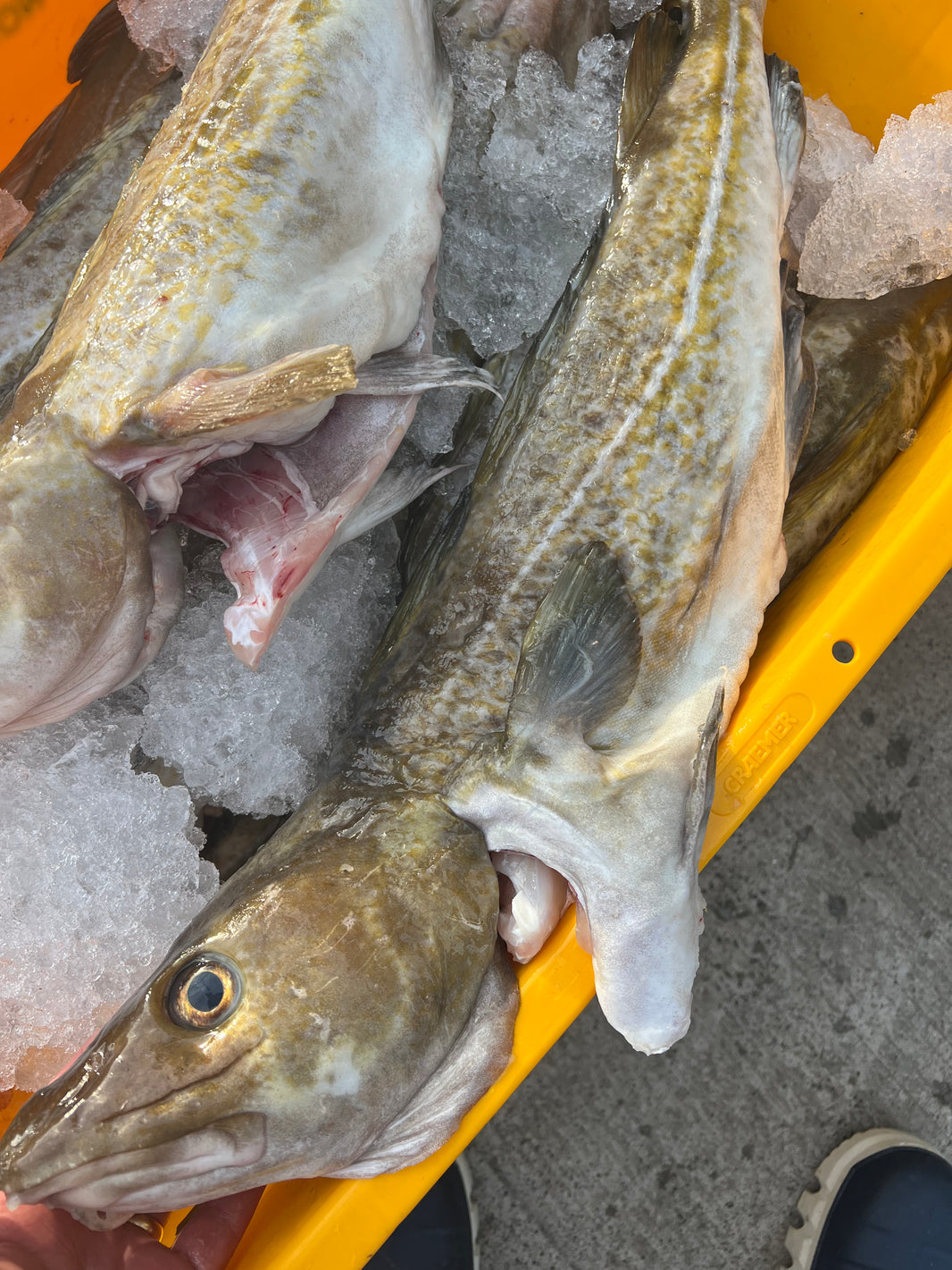 Whitburn Fish Whitfish – Whitfish Ltd
