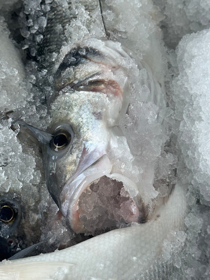 Wild Sea Bass 🏴󠁧󠁢󠁷󠁬󠁳󠁿