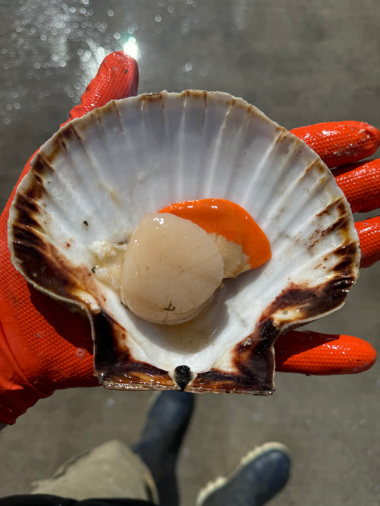 Scallops