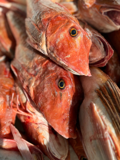 Gurnard