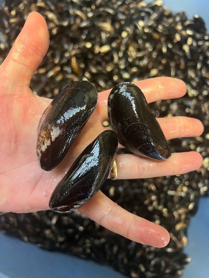 Live Wild Mussels 🏴󠁧󠁢󠁷󠁬󠁳󠁿