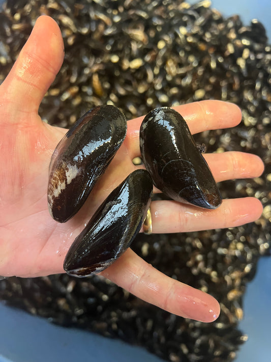 Live Wild Mussels 🏴󠁧󠁢󠁷󠁬󠁳󠁿