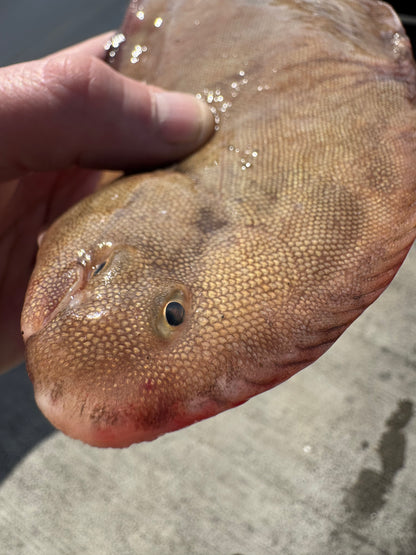 Dover Sole