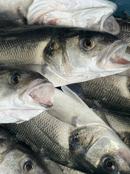 Wild Sea Bass 🏴󠁧󠁢󠁷󠁬󠁳󠁿