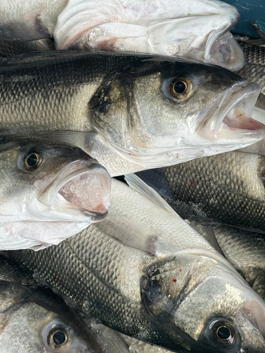 Wild Sea Bass 🏴󠁧󠁢󠁷󠁬󠁳󠁿