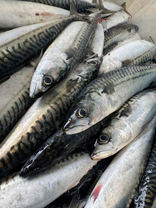 Mackerel 🏴󠁧󠁢󠁷󠁬󠁳󠁿