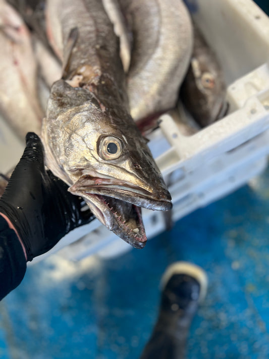 Hake Portion
