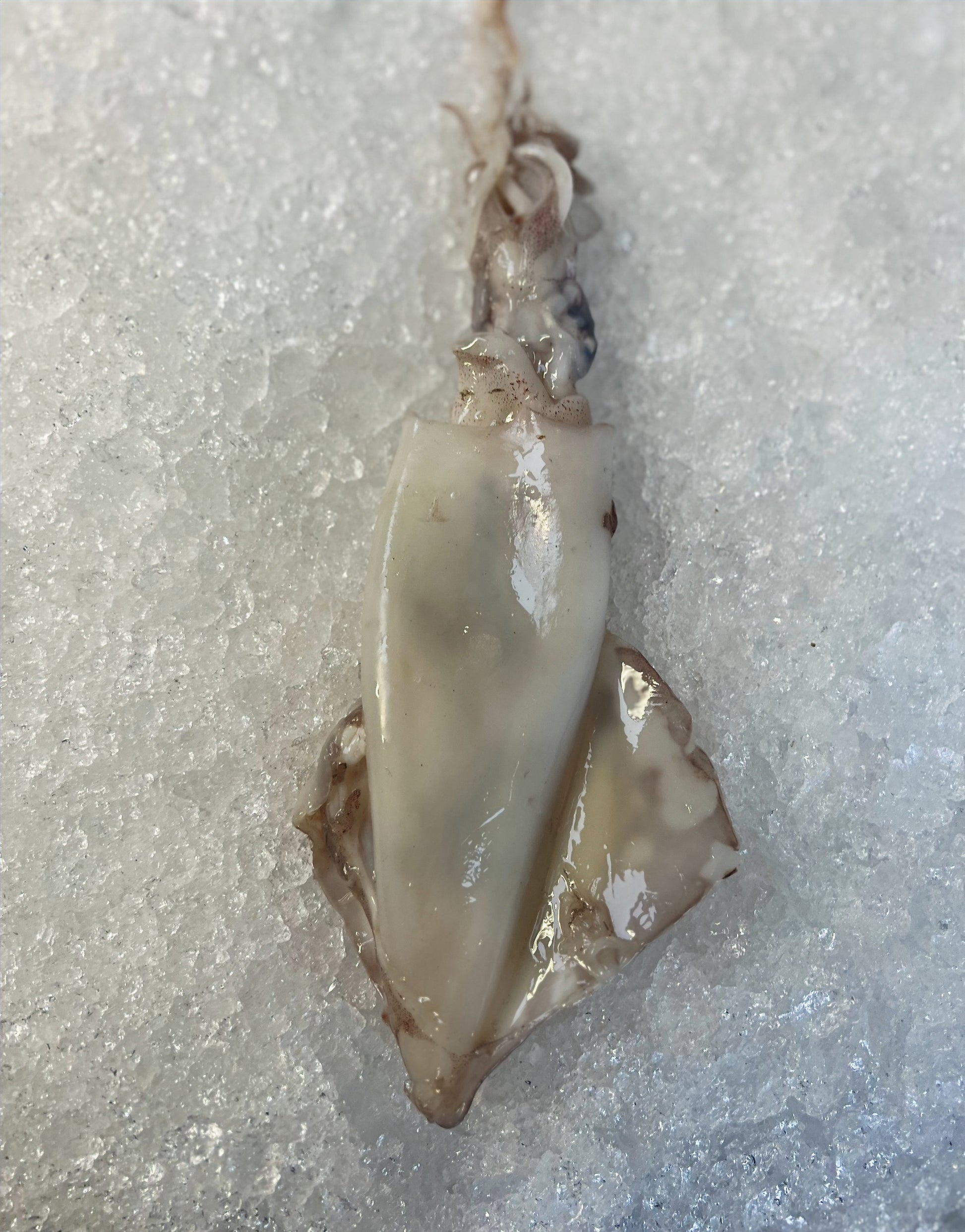 squid