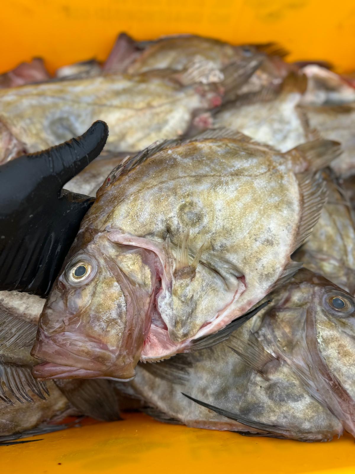 John Dory