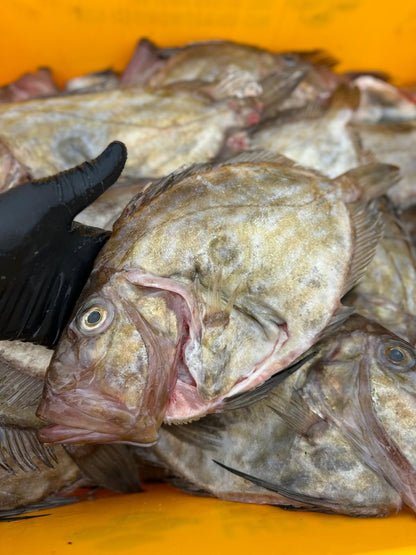 John Dory