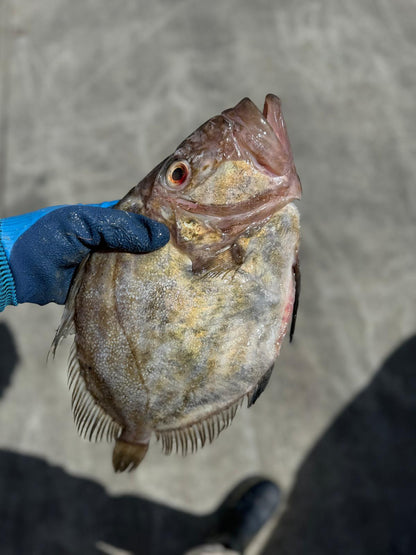 John Dory
